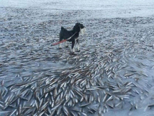 Hình ảnh chú chó đứng trên xác hàng nghìn con cá gây "sốc"