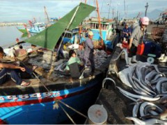 Ngư dân Đà Nẵng chuyển cá lên bờ. Ảnh tư liệu. Việt Nam là nước bị "vùng cấm tàu cá ngoại quốc" - do Trung Quốc áp đặt từ đầu năm 2014 - tác hại nặng nề nhất
Reuters