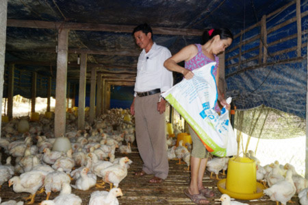Người chăn nuôi ở Quảng Nam rất lo đàn gia cầm nhiễm dịch cúm.
