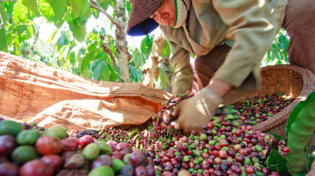 Thị phần của cà phê Việt Nam có thể tăng lên tới 21,68%.