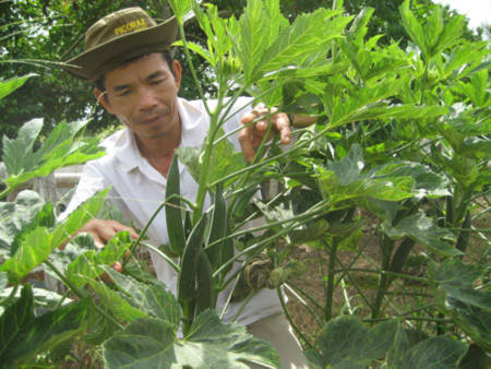Nông dân huyện Bình Tân trồng đậu bắp.