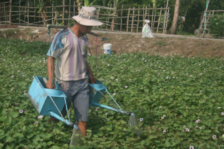 Thu hoạch lá khoai lang non sẽ làm ảnh hưởng đến năng suất và chất lượng của khoai.