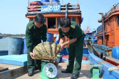 Một con trai tai tượng có thể dài tới 1m, nặng hàng chục kg và có giá vài chục triệu đồng