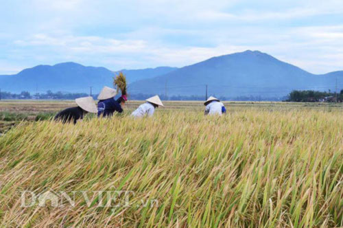 Bình minh trên núi mắng Trời ở Bình Định - 3