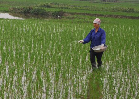 Do không được đào tạo về cách sử dụng phân bón nên nhiều nông dân thường bón quá nhiều so với nhu cầu, gây lãng phí. 