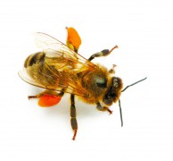 Phấn ong chứa đến 22 loại axit amin trong đó có 8 loại axit amin thiết yếu và 27 loại khoáng chất cùng đầy đủ vitamin, hormone và axít béo. (photos.com)