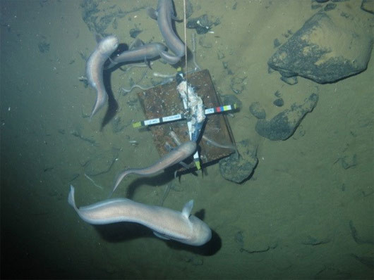 Sinh vật khác thường dưới biển ở rãnh New Hebrides