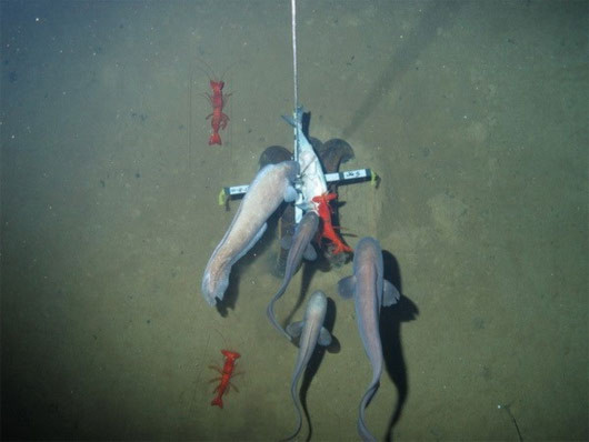 Sinh vật khác thường dưới biển ở rãnh New Hebrides
