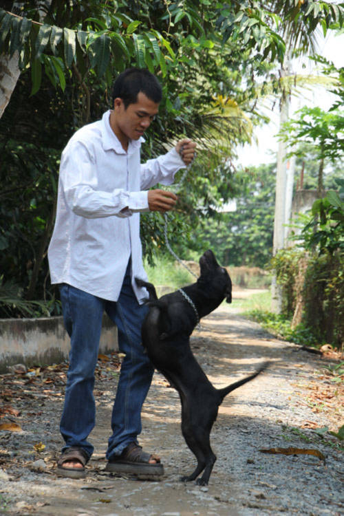 Chó Phú Quốc là một trong những loài chó thông minh tinh khôn nhất