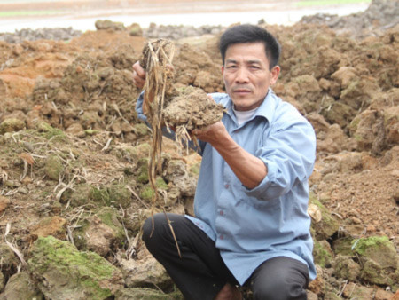Đã có hơn 300ha đất ruộng ở Hà Nội bị bỏ hoang sau dồn điền đổi thửa (ảnh chụp tại xã Bình Minh, huyện Thanh Oai).