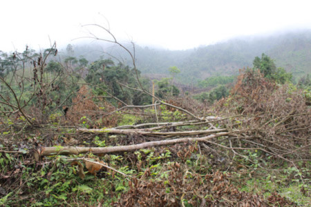 Hàng trăm ha rừng ở Hương Khê, Hà Tĩnh đang bị người dân bao chiếm. 
