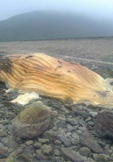Con cá voi lớn chết trôi dạt vào bờ biển Kỳ Anh