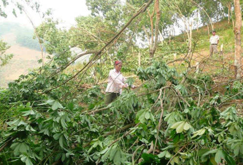 Bà con bản Nậm Cáy, xã Hoang Thèn, huyện Phong Thổ kiểm tra số cây cao su bị gẫy, đổ. Ảnh: Báo Lai Châu