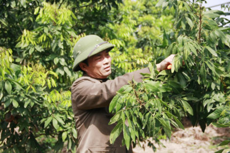Ông Nguyễn Văn Cảnh bên trang trại nhãn của mình.