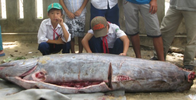 Con cá lạ nặng trên 200kg.