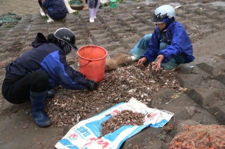 Bắt đầu phân loại cá, tôm, mực để đưa về chợ bán.