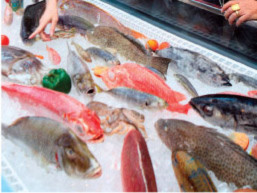 Nhiều loại cá “lạ”, tươi đang được bán trên mạng. Ảnh: LQN