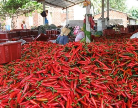 Giá chanh, xoài, ớt... trên địa bàn một số tỉnh ĐBSCL liên tục giảm mạnh do Trung Quốc ngừng thu mua .
