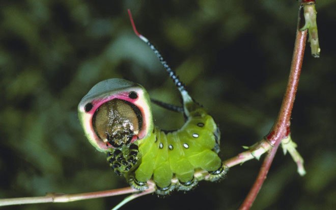 Nghệ thuật ngụy trang của sâu bướm