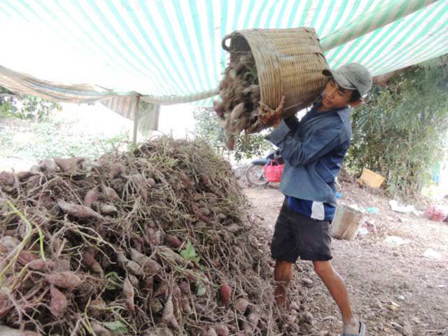 Người dân huyện Bình Tân thu hoạch khoai lang bán cho thương lái