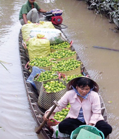 Thương lái gom chanh tận các vườn.