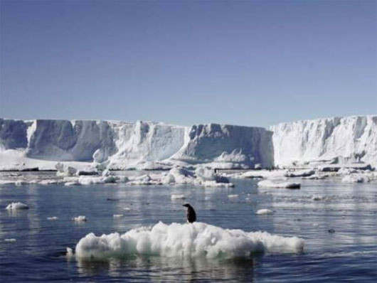 Chim cánh cụt đối mặt với nguy cơ tuyệt chủng