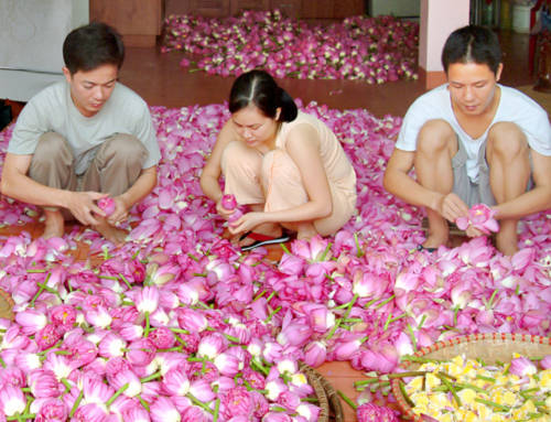 Quán trà sen nổi tiếng bên quốc lộ 1A Quán trà sen nổi tiếng bên quốc lộ 1A