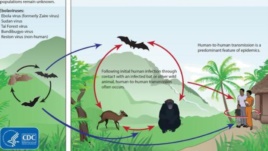 Chu trình lây nhiễm virus Ebola giữa các động vật và lây sang người