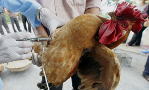 Chiến dịch chích ngừa cúm gia cầm cho gà (ảnh minh họa)
AFP