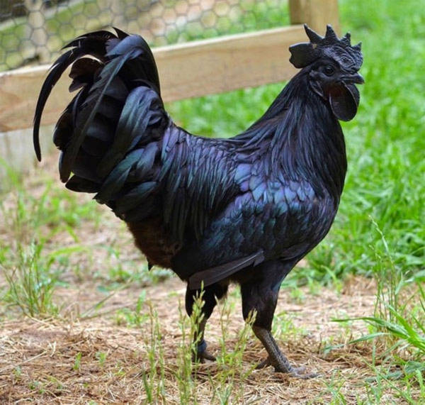 Giống gà quý có màu đen từ trong ra ngoài