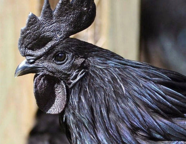Giống gà quý có màu đen từ trong ra ngoài