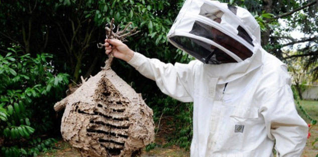 Ong bắp cày châu Á trở thành nỗi sợ của châu Âu