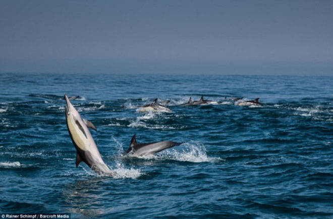 Hàng nghìn con cá heo xuất hiện dọc bờ biển Nam Phi