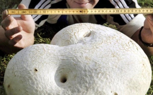 Lại phát hiện được nấm khổng lồ ở Trung Quốc