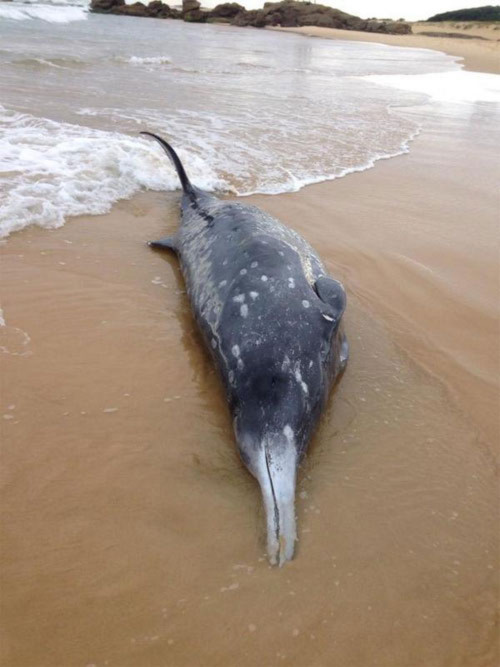 Cá voi có mỏ quý hiếm trôi dạt vào bờ biển Australia