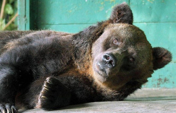 Chú gấu nâu sống lâu nhất thế giới chết ở tuổi 35