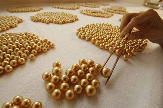 Mục sở thị quá trình sản xuất ngọc trai vàng quý hiếm