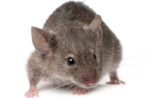 Phát hiện 18 chủng virus có nguồn gốc từ chuột