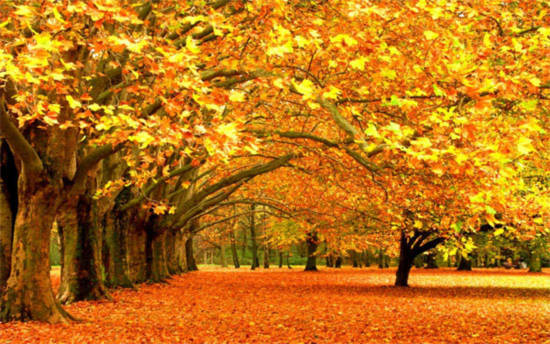 Vì sao mùa thu lá lại đổi màu?