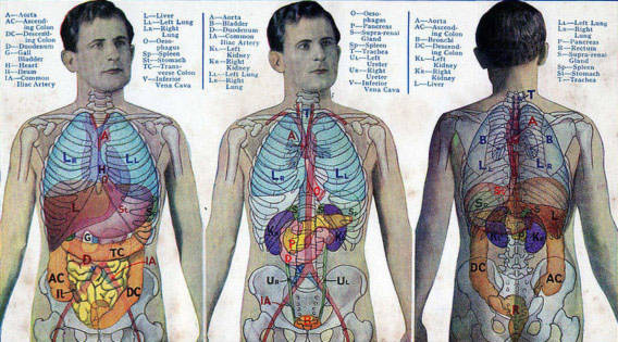 15 điều kỳ diệu về cơ thể con người