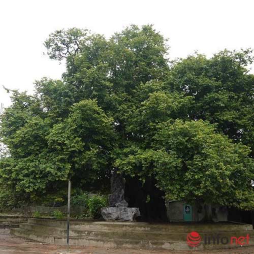 Chiêm ngưỡng cây thị nghìn tuổi ở Hà Nội - 1