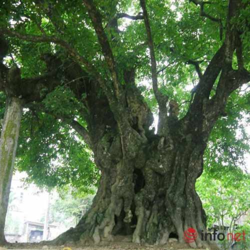 Chiêm ngưỡng cây thị nghìn tuổi ở Hà Nội - 2
