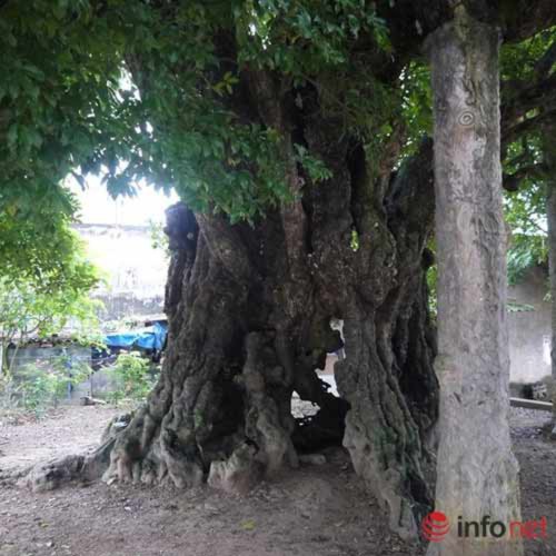 Chiêm ngưỡng cây thị nghìn tuổi ở Hà Nội - 3