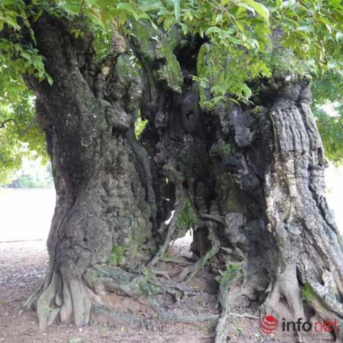 Chiêm ngưỡng cây thị nghìn tuổi ở Hà Nội - 5