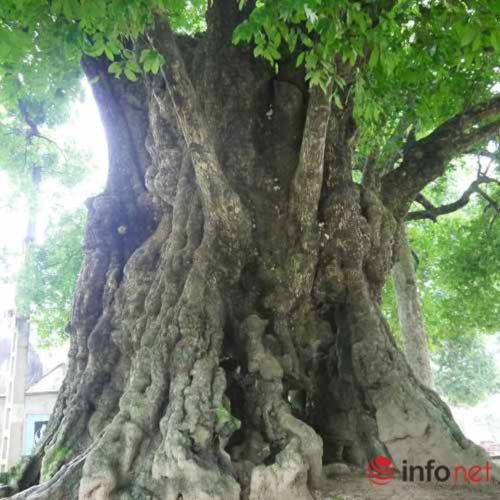Chiêm ngưỡng cây thị nghìn tuổi ở Hà Nội - 7