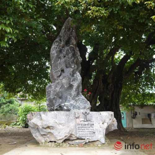 Chiêm ngưỡng cây thị nghìn tuổi ở Hà Nội - 10