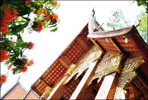 Luang Prabang, mùa hoa vô ưu nở - 5