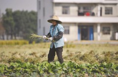 Một người nông dân thu hoạch vụ mùa ở làng Cảng Trung thuộc tỉnh Chiết Giang, Trung Quốc ngày 19/11/ 2013. Đây là quốc gia có sự bất bình đẳng kinh tế nghiêm trọng, với 468 triệu dân chi tiêu ít hơn 2 đô la mỗi ngày. (Ảnh Internet)