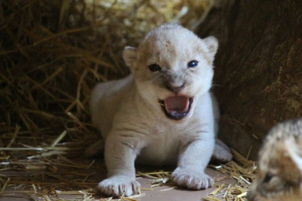 Sư tử trắng hiếm chào đời ở vườn thú Mỹ