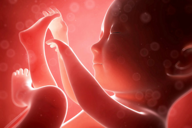 FETUS-shutterstock_128569892-WEBONLY